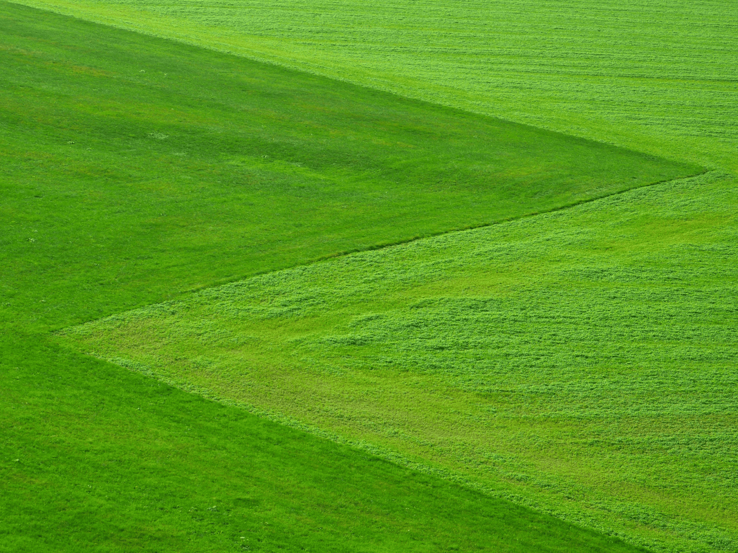 Picture of cut grass
