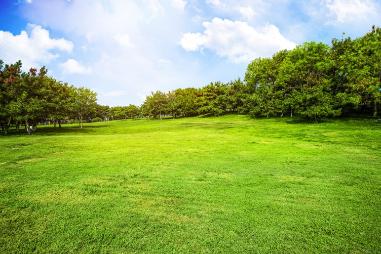 Picture of lawn and trees